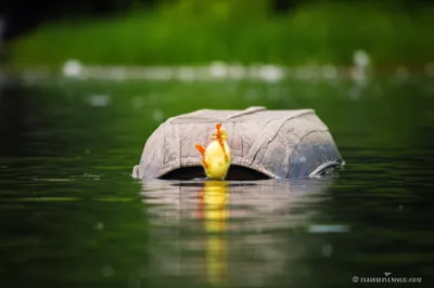 Illustration ducks - Image 1