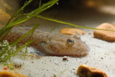 Illustration sleepers - Image 1