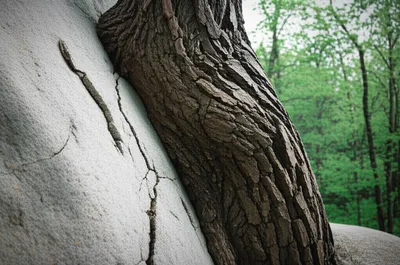 Illustration forcing - Image 1