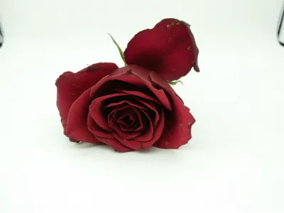 Illustration malformed