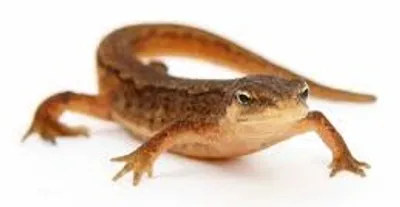 Illustration newt - Image 2