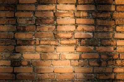 Illustration testaceous - Image 1