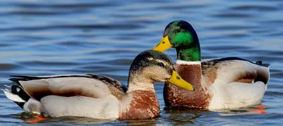 Illustration eclipse - Image 1