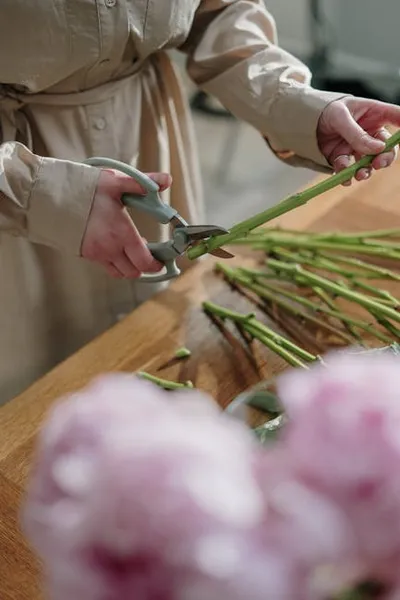 Illustration pruning - Image 2