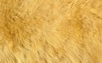 Illustration ginger - Image 2