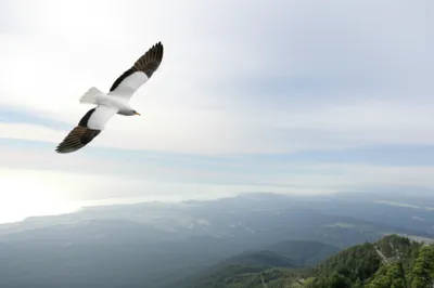 Illustration broader - Image 1