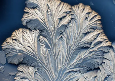 Illustration dendrites - Image 1