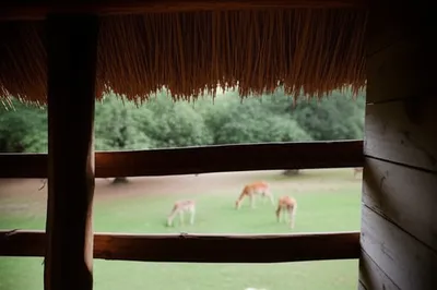 Illustration hide - Image 1