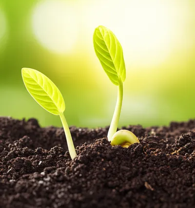 Illustration quickening - Image 1