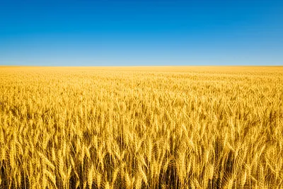 Illustration tuns - Image 1