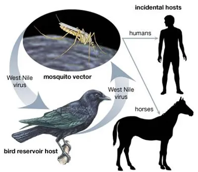 Illustration reservoir - Image 2