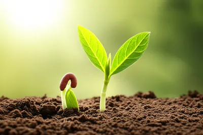 Illustration came - Image 1