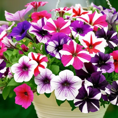 Illustration petunias