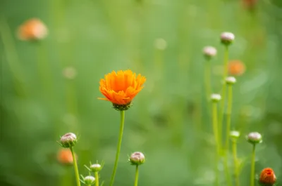 Illustration asexually