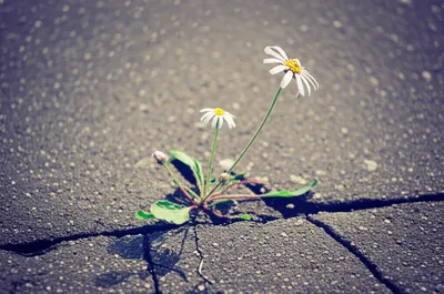 Illustration lowly - Image 1