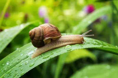 Illustration lugs - Image 1