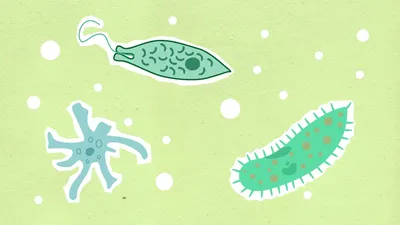 Illustration protozoa - Image 2