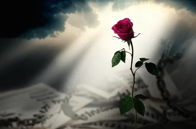 Illustration remission