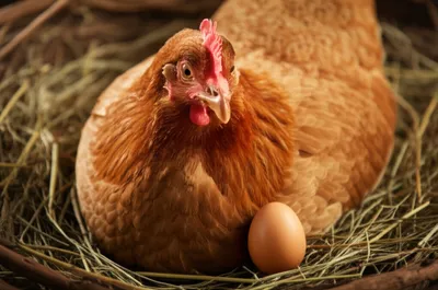 Illustration laying - Image 1