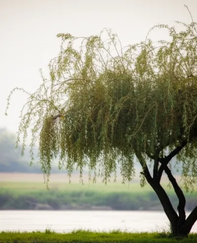 Illustration sally - Image 1