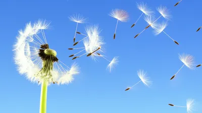 Illustration dispersing - Image 1