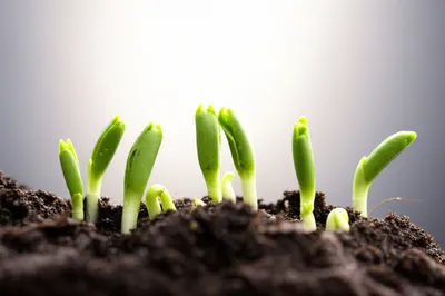 Illustration seedlings - Image 1