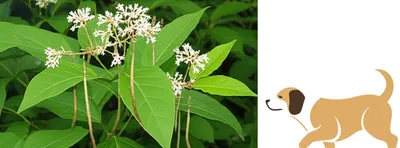 Illustration dogbanes