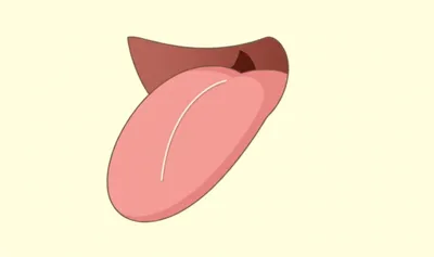 Illustration frenulum - Image 1