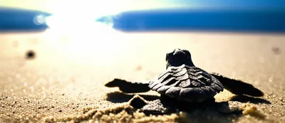 Illustration instincts