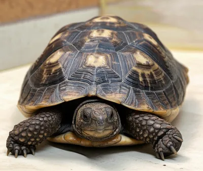 Illustration pyramiding - Image 1