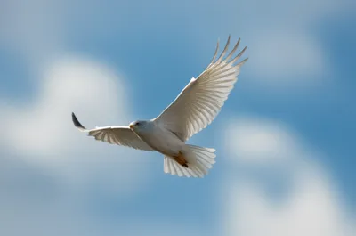 Illustration pinions - Image 1