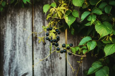 Illustration smilax - Image 1