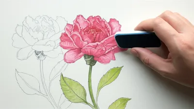 Illustration redraws - Image 1