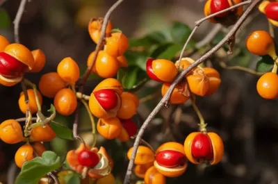 Illustration bittersweet - Image 1