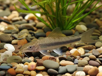 Illustration loaches - Image 1