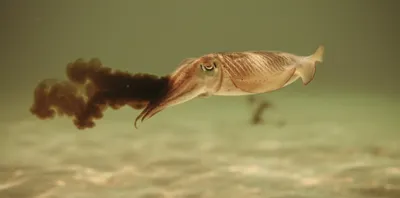 Illustration sepia - Image 1