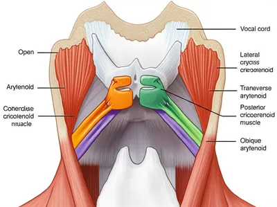 Illustration arytenoid - Image 1
