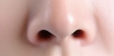 Illustration nostrils