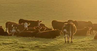 Illustration levant - Image 1