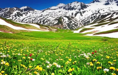 Illustration nival - Image 1