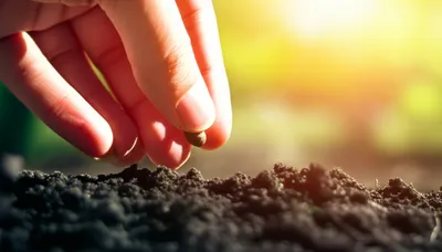 Illustration grants - Image 1