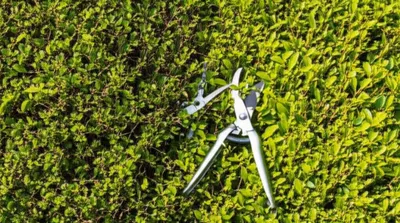 Illustration trimmed - Image 1