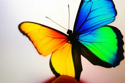 Illustration occluded