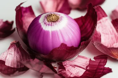 Illustration shells - Image 1