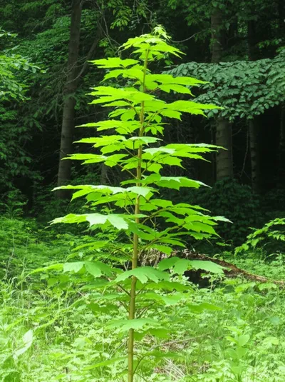 Illustration unharmed