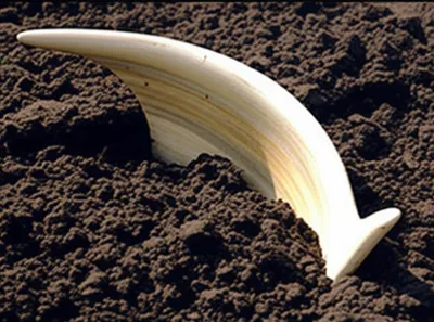 Illustration tusks - Image 1