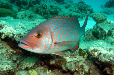 Illustration ruffs - Image 1