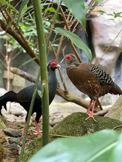 Illustration pheasants - Image 2