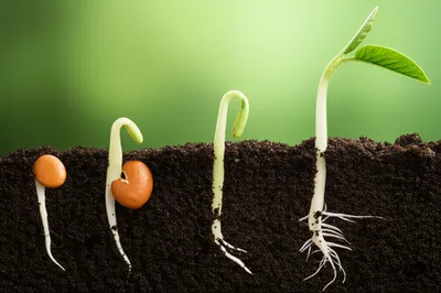 Illustration sprout - Image 1