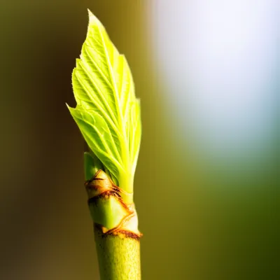 Hình ảnh minh họa budded - Ảnh 1